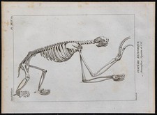 1825 - Squelette d'un ai (Paresseux) - Gravure ancienne - Anatomie