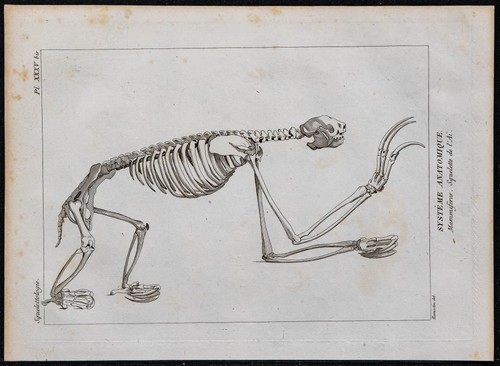 1825 squelette un ai - squelette,