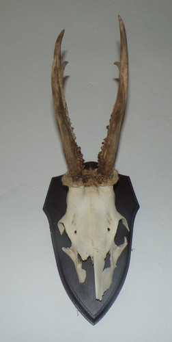 Trophee chasse massacre - chasse,