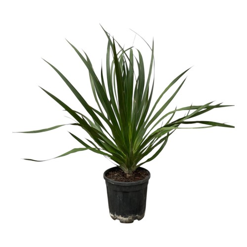 Arbre dragon dracaena - arbre,