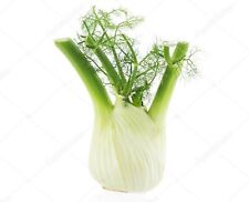 250 Graines de fenouil doux CRISTAL non traitées - Fenouil bulbeux potager bulbe