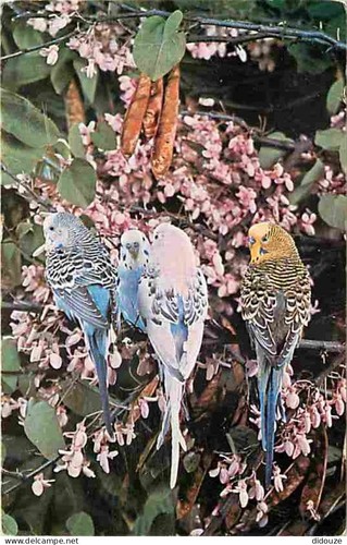 Postcard animals birds - postcard,