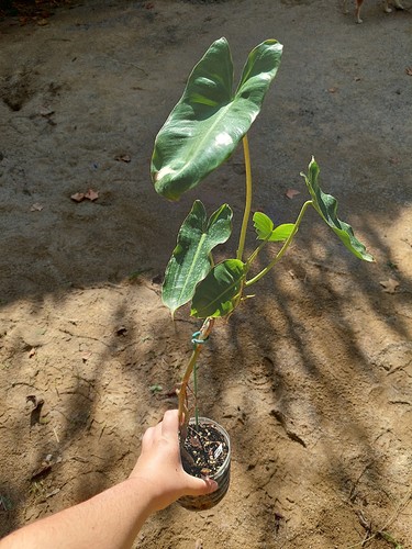 Philodendron burle marx - philodendron,