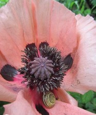 ♫ PAVOT d'ORIENT 'Prinzessin