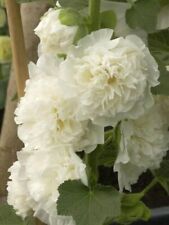 35 Graines de fleurs Rose