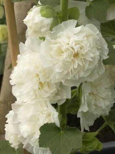 Graines fleurs rose - 35,