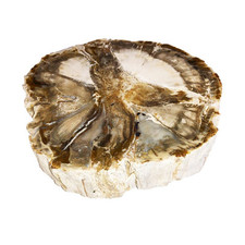 Fossilized Wood - MCBF01