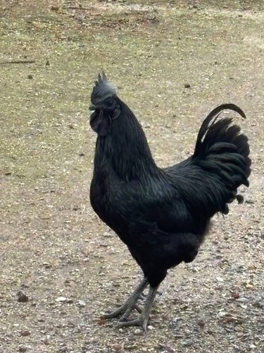 Purebred fertile ayam cemani - purebred,