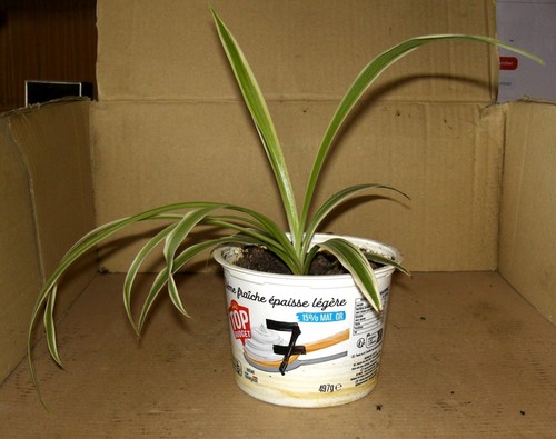 Jeune chlorophytum 7 - chlorophytum, n°7