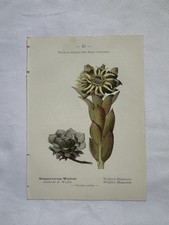Planche Botanique Ancienne