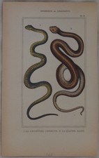 Lacepede Couleuvre à Collier