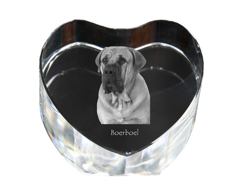 Boerboel photo chien en - -,
