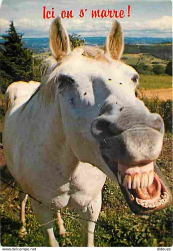 Postcard animals horses - -,