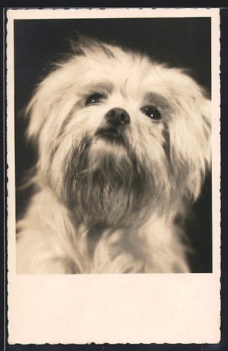 Carte postale bichon frisé - carte,