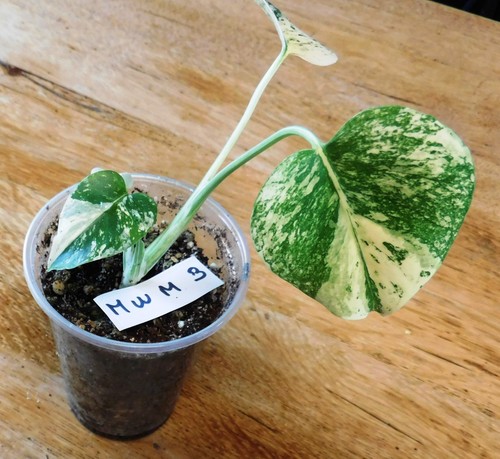 Monstera white monster rare - monstera,
