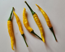 20 graines de piment cèdre