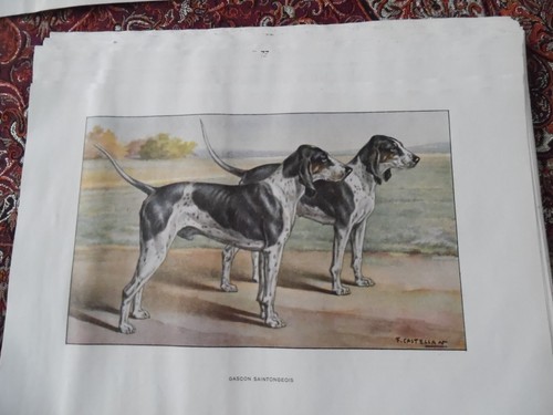 Gravures chien de chasse - chien,