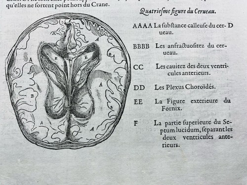 Neurologie cerveau 1614 - cerveau, en
