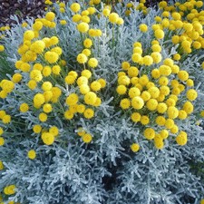 Santolina chamaecyparissus - Santoline petit cyprès argentée