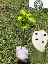 Tropical Soursop tree (Guanabana) | 6-12 inch | Variety: Annona Muricata |