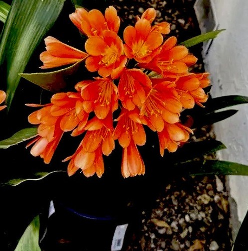 Large yrs old clivia miniata - large,