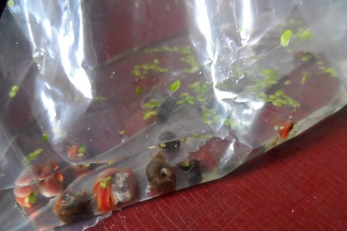 Lot planorbes escargots - 8,