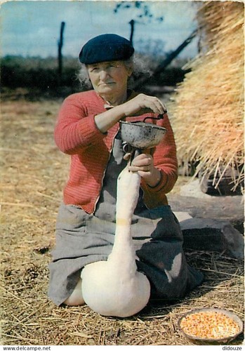Carte postale animaux - carte,