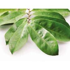 POUDRE ET FEUILLES DE CAROSSOL GRAVIOLA BIO