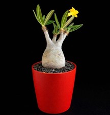 Pachypodium rosulatum SEEDS -