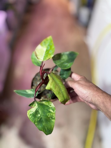 Philodendron strawberry shake - strawberry,