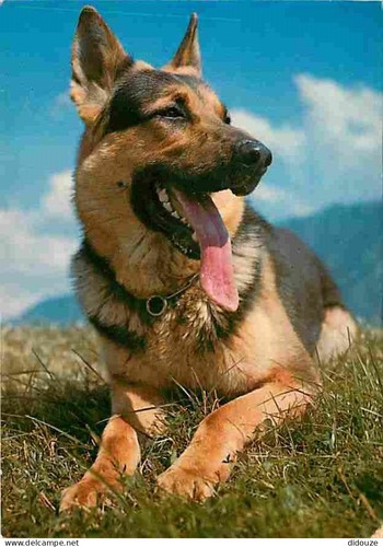 Postcard animals dogs - animals,