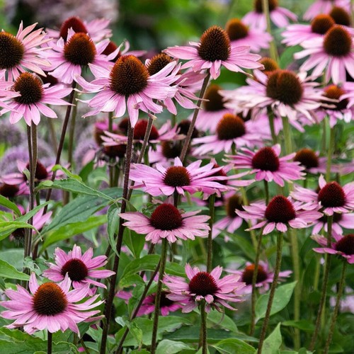 Graines rudbeckia vivace - 50,