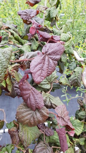 Corylus avellana red - corylus,
