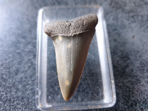 Shark tooth dent requin - shark,