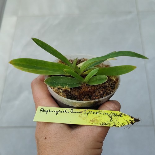 Paphiopedilum spicerianum