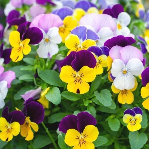 Viola cornuta variée 50 - viola,