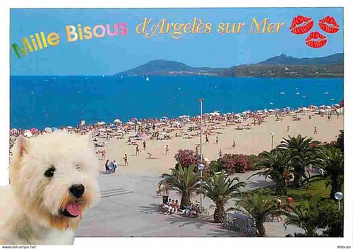 Carte postale animaux - carte,