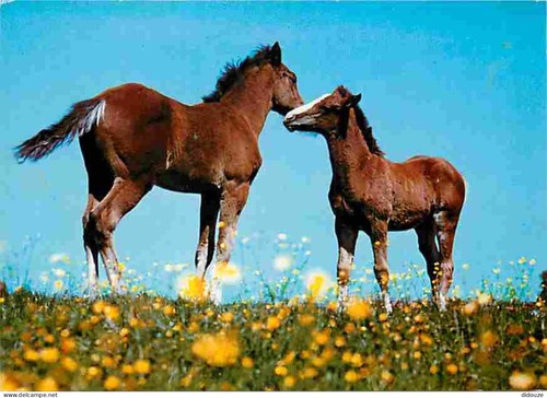 Carte postale animaux - postale,
