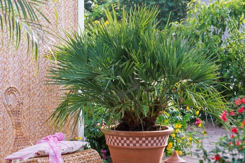 Graines palmier bambou nain - graines,