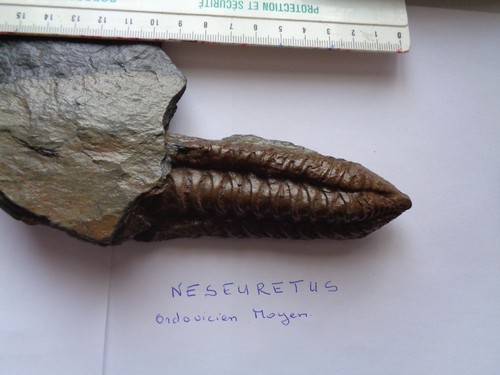 Trilobites fossiles neseuretus - trilobites,