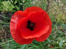 Lot de 1000 graines de