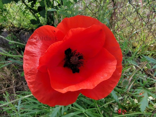 Lot 1000 graines de - graines,