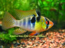 Live Fish Ramirezi German