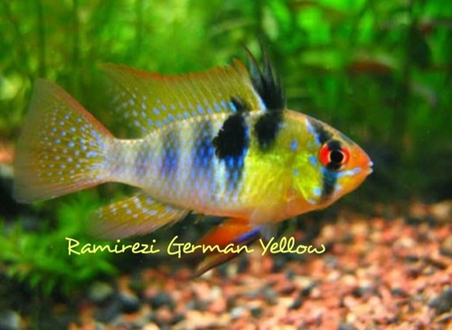 Live fish ramirezi - live,