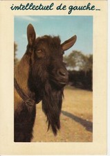 Postcard postcard 10x15cm HUMOROUS ANIMALS intellectual goat left