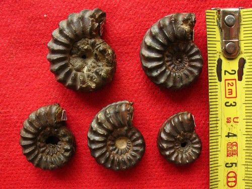Lot ammonites du - lot, 5