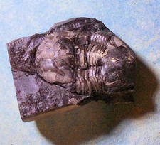 Rare 3cm prone Dysplanus centrotus with original shell (pars.); L. Ord. Sweden