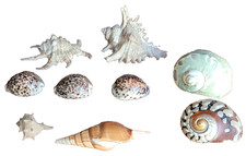 lot de 9 beaux coquillages dont Turbo Sarmaticus 3 Cypraes tigris ? tibia curta