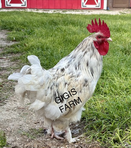 Splash maran fertile egg - fertile,