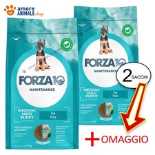 2 SACS - Forza10 Chien